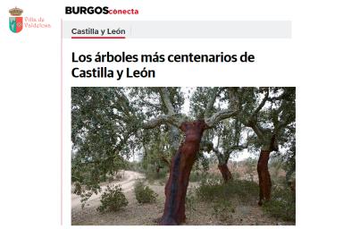 Los árboles más centenarios de Castilla y León   Bosques en muchos casos con más edad que algunos de los monumentos en piedra más emblemáticos de la comunidad.